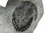 Cluster Of Three Trilobites (Hollardops & Austerops) - Ofaten, Morocco #365714-9